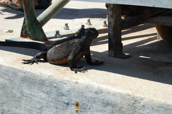 Die erste Meeresechse