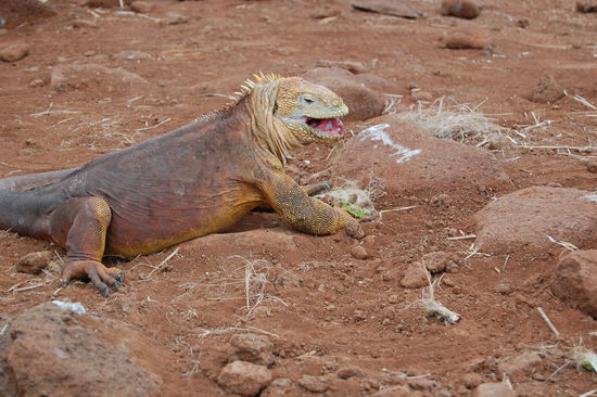 Der erste Land Inguana