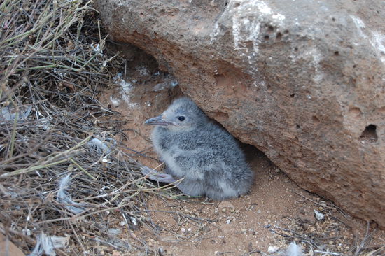 Gabelschwanzmoewenbaby