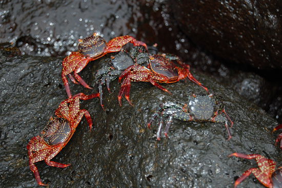 Sally lightfoot Krabben