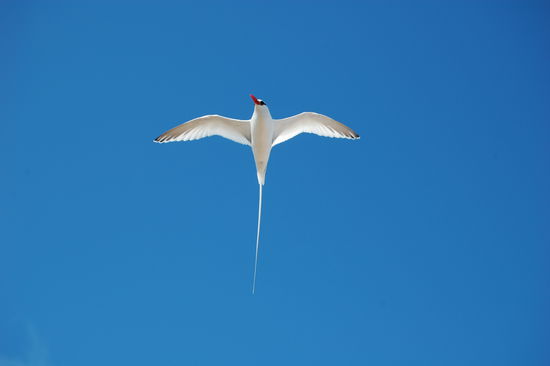Rotschnabel-Tropikvogel im Flug