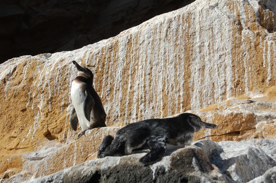 Galapagos Pinguine