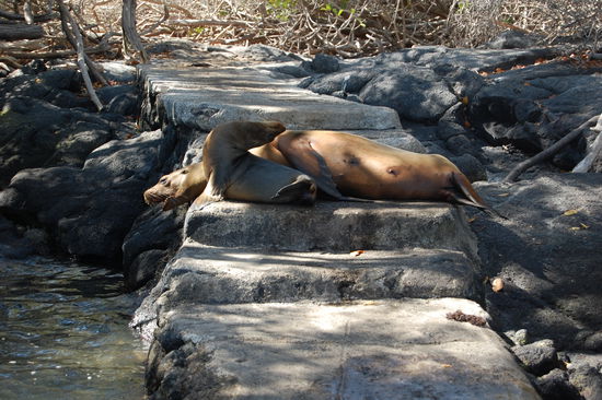 Unser Anlegesteg ist bereits besetzt.