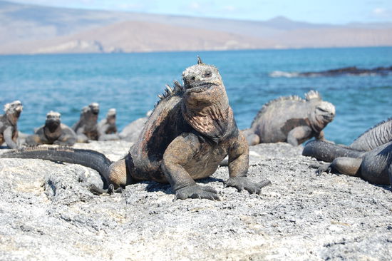Meeresechsen auf Fernandina
