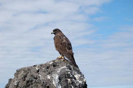 Galapagos Bussard