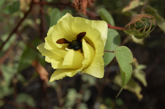 Seaside Hibiscus mit Galapagos Holzbiene