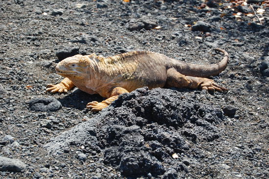 Land Iguana