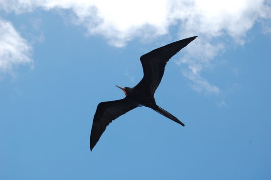 Fregattvogel im Flug