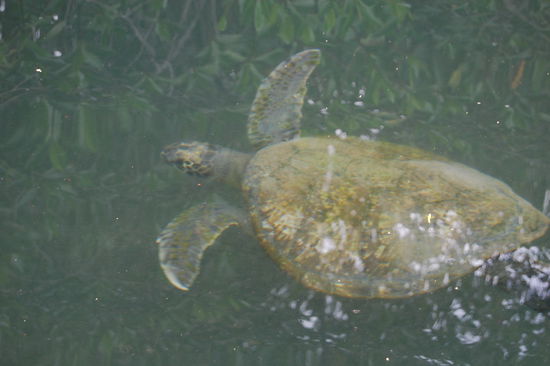 Gruene Wasserschildkroete...
