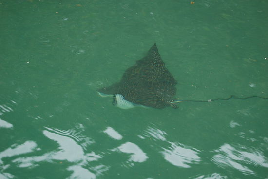 Spotted eagle Rochen