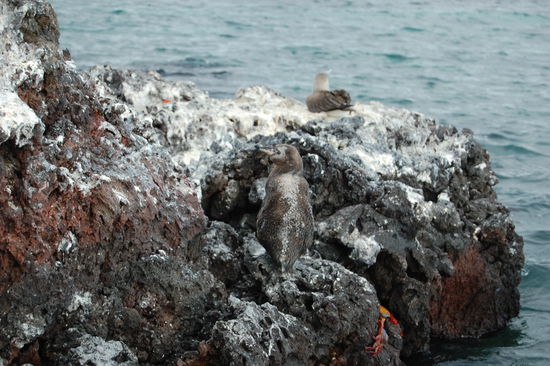 Pinguin, Krabben und Toelpel