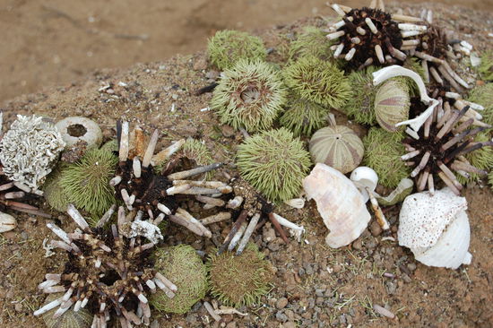 Verschiedene Seeigelarten