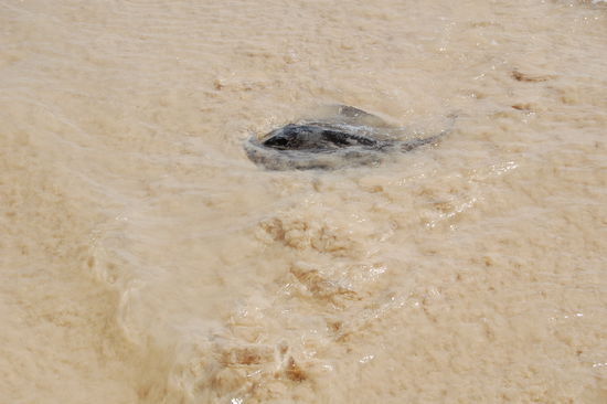 ...wo Rochen direkt am Strand schwimmen.