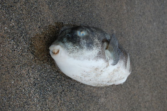 Toter Kugelfisch an einem Strand.
Ich(Nadine) fand es aber sehr interessant, was diese Fische fuer Zaehne haben und wie sie aus der Naehe aussehen, denn im Wasser sind sie eher scheu.