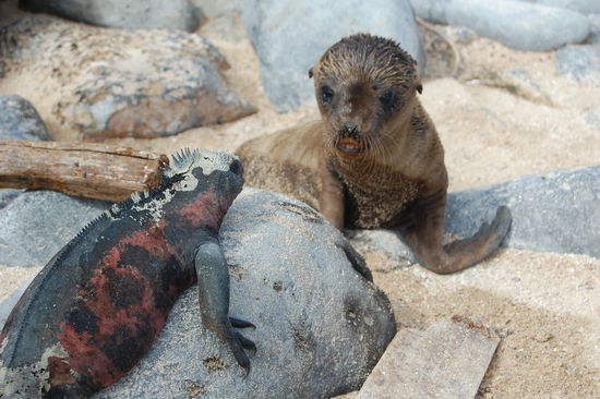 Meeresechse und Babyseeloewe