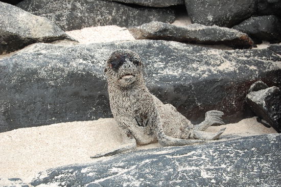 Diesen kleinen Babyseeloewen haben wir "Schnitzel" getauft