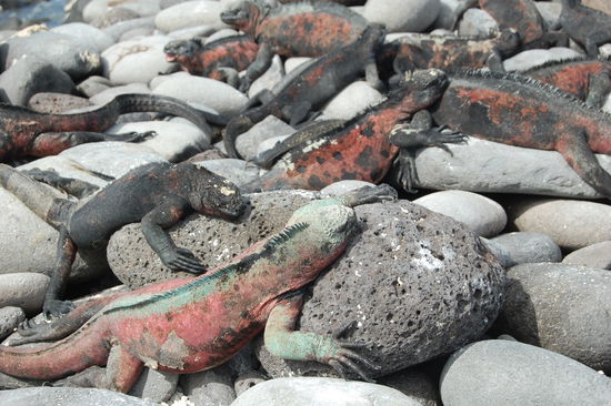 Die Meeresechsen haben unglaubliche Farben.