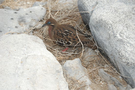 Galapagos Taube