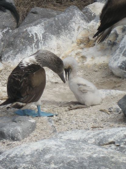 Blaufusstoelpel mit Baby