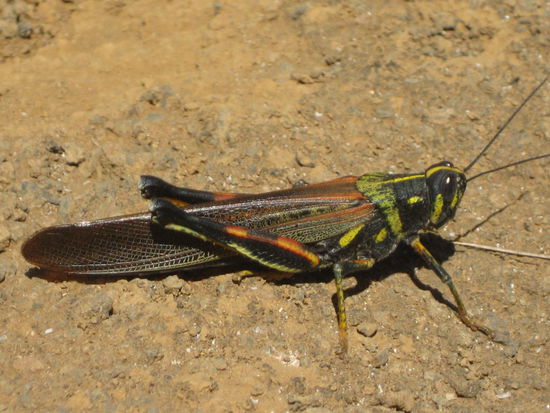 Galapagos Heuschrecke