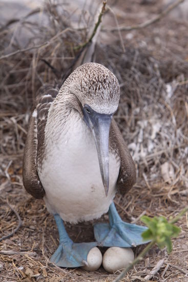 Blaubfusstoelpel beim Brueten