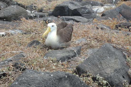 Ausgewachsener Albatross.