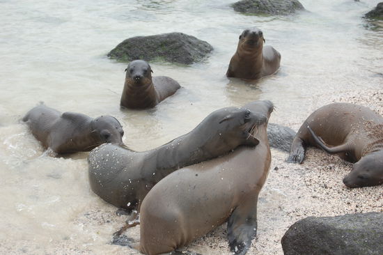 Spielende Seeloewenbabies