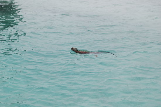 Schwimmende Meeresechse