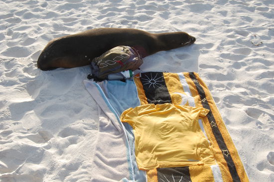 Dieser Bursche fand unser Handtuch ganz toll...