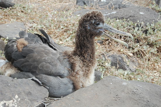 Junger Galapagos-Albatross.