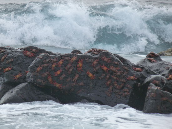 Ganz viele rote Klippenkrabben