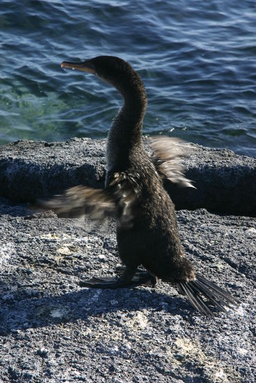 Komorane auf Galapagos sind viel kleiner und koennen nicht mehr fliegen, da sie sich der Umwelt angepasst haben. Auf den Inseln haben sie keine natuerlichen Feinde und muessen nicht mehr davonfliegen.