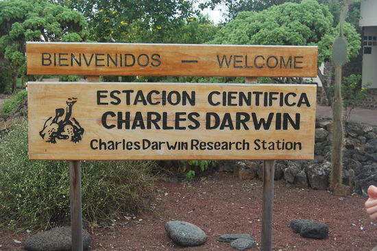 Dies ist eine Forschungsstation, welche bedrohte Schildkroetenarten der Galapagos Inseln vorm Aussterben retten will. Und hier lebt Lonesome George, der letzte seiner Art.