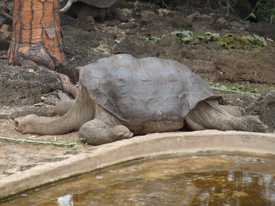 Das ist Lonesome George. Leider sieht er nicht sehr gluecklich aus, aber wenn sich nicht bald ein Weibchen von seiner Art findet, gibt es eine Schildkroetenart weniger auf dieser Welt.