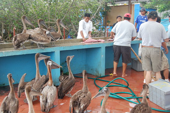 Kleiner Fischmarkt und ein paar Pelikane, welche auf Reste warten.