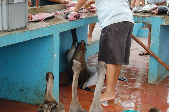 Man beachte den Burschen unter dem Tisch.