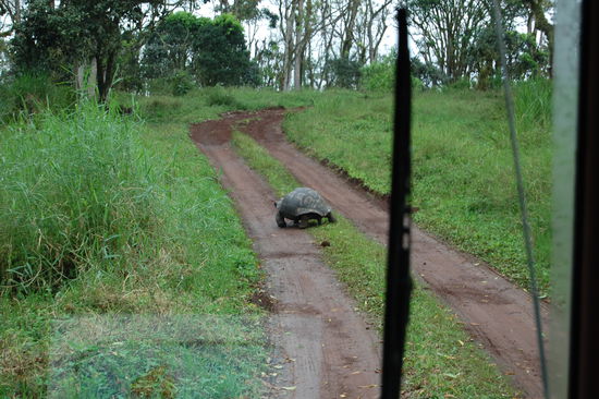 Auf dem Weg ins Hochland von Santa Cruz, wo die riesigen Sattelschildkroeten in ihrer natuerlichen Umgebung leben, wie man sieht ohne Zaeune