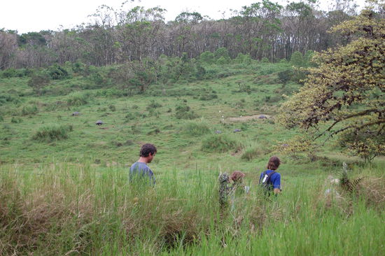 Die dunkleren Punkte sind alles Schildkroeten. Hier durften wir hautnah an die Riesen dran und uns 2 Stunden durch das Gebiet kaempfen. Ratet mal, wer die letzten im Bus waren
