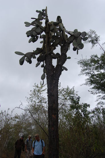 Hier ist alles gross, sogar die Kakteen, zum Vergleich die Maenner nebendran.