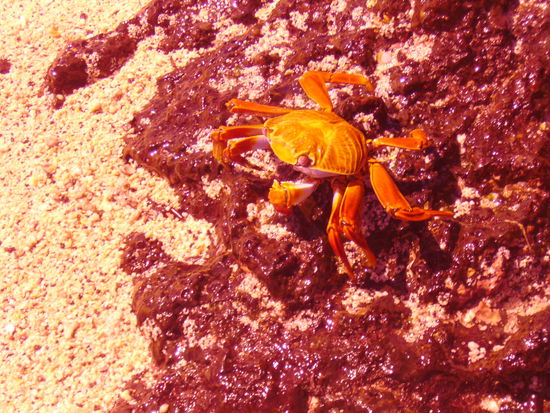 Rote Klippenkrabbe