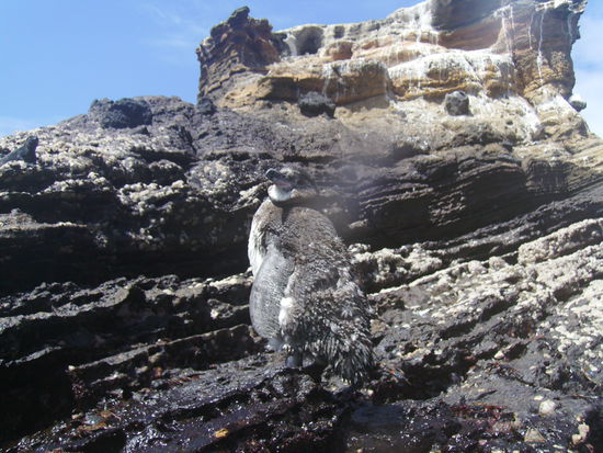 Pinguin aus dem Wasser raus fotografiert