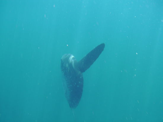 Das ist ein Sunfish bzw. auf deutsch ein Mondfisch.