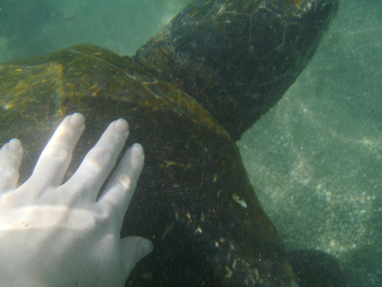 So nah konnt man an sie ran. Es ist ein unglaubliches Gefuehl, wenn unter einem eine Schildkroeten in aller Ruhe schwimmt, die fast so lang war wie ich und mindestens mal 4-5x soviel wiegt wie ich.