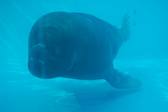 So, das ist das Ding aus dem Zoo.
Kann uns jemand sagen was das ist?