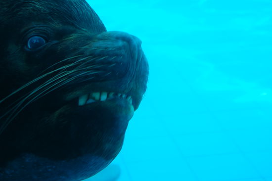 Dem moechte man nicht beim Schnorcheln begegnen.