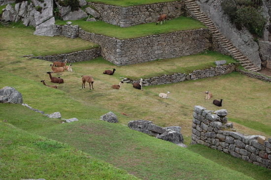 Hier laufen ganz viele Alpacas frei herum.