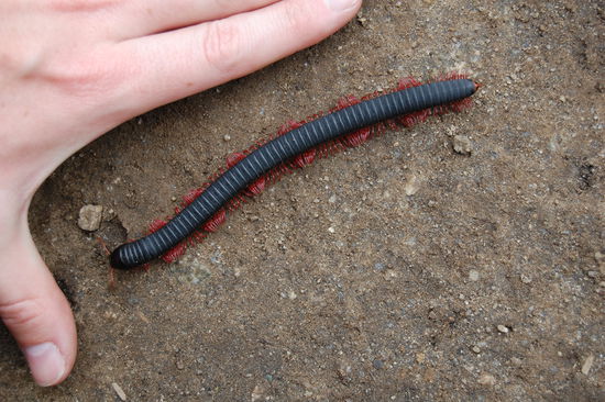 Diesen wirklichen Tausendfuessler habe ich(Nadine) entdeckt und um euch mal zu zeigen wie gross der war, meine Hand daneben gehalten.