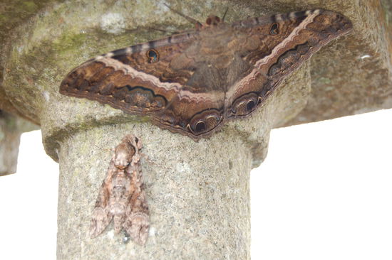 Diese Falter sind handgross uns es gibt sehr viele davon...