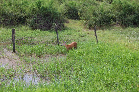 Ein Sumpfreh, spaeter haben wir noch einige mehr gesehen.