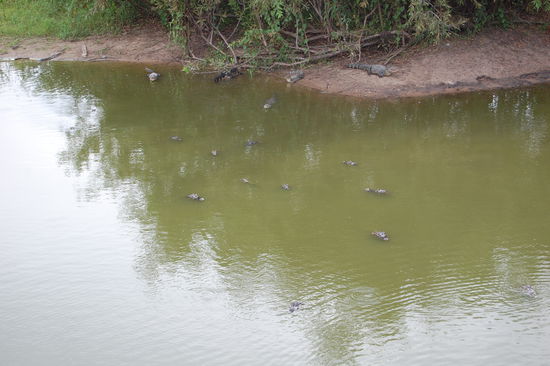 Hier wimmelt es von Kaimanen, die aber eigentlich ungefaehrlich sind. Sie hauen ab sobald man sich ihnen naehert...